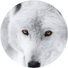 Claudio Dedominicis Avatar